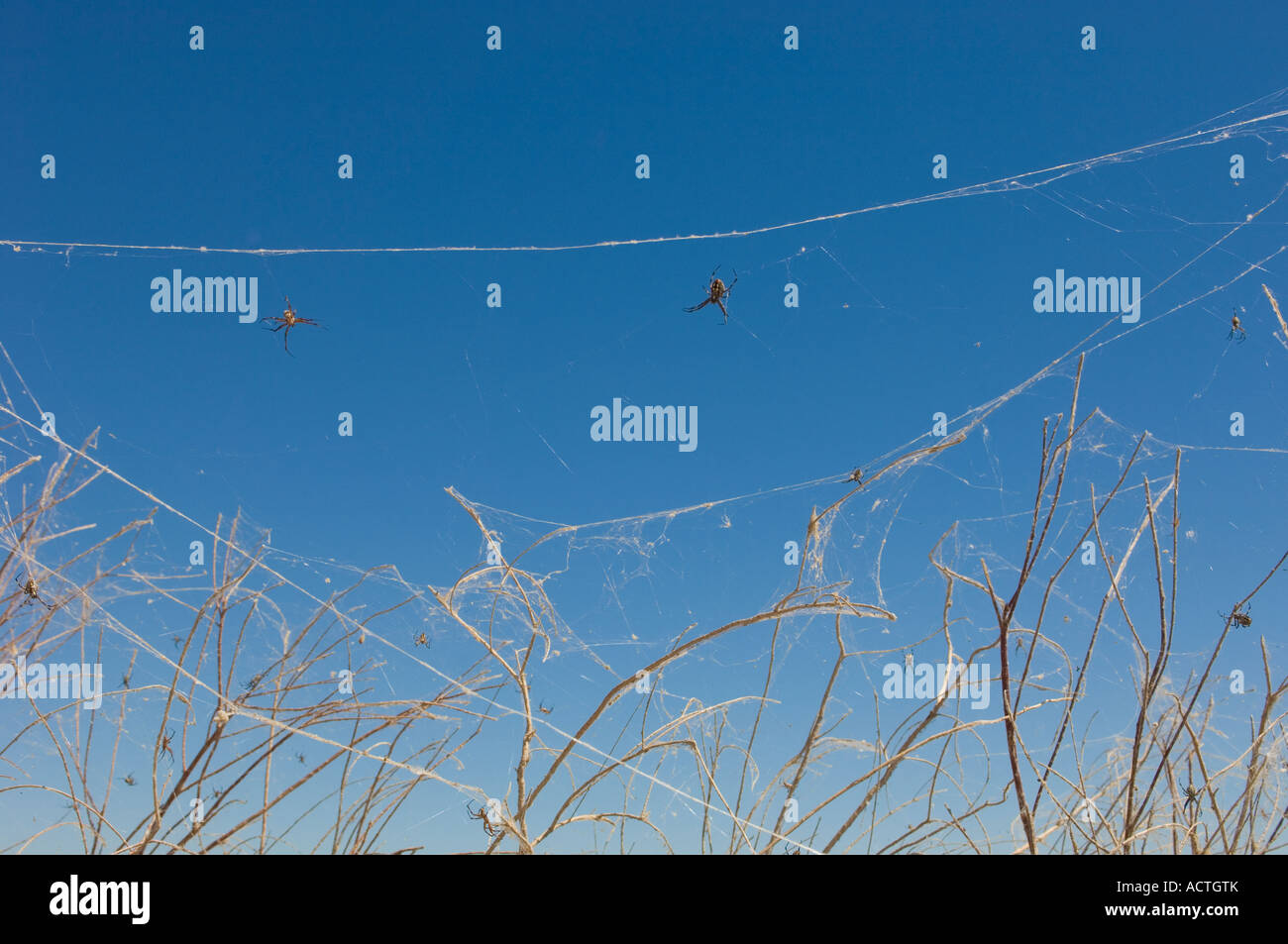 TREES COVERED IN SPIDER WEBS WITH WESTERN SPOTTED ORB WEAVERS NEAR THE
