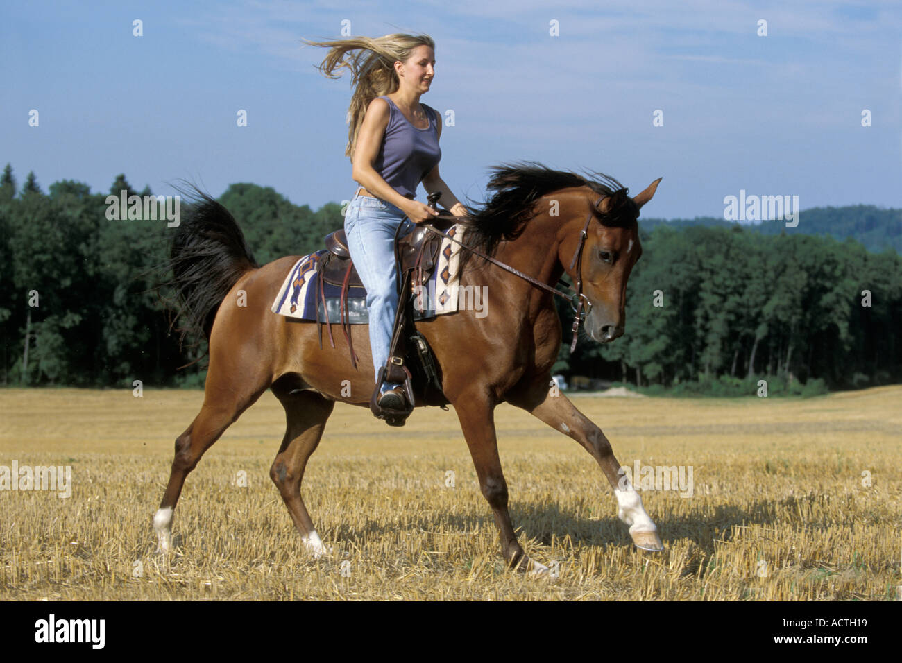 Woman riding Arabian Horse gelding on stubble field Bavaria Germany Frau reitet Araber Wallach auf Stopelfeld Bayern Stock Photo