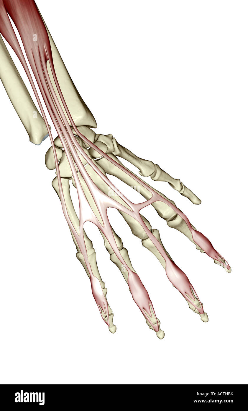 M Extensor Digitorum Communis Extensor Digitorum Communis