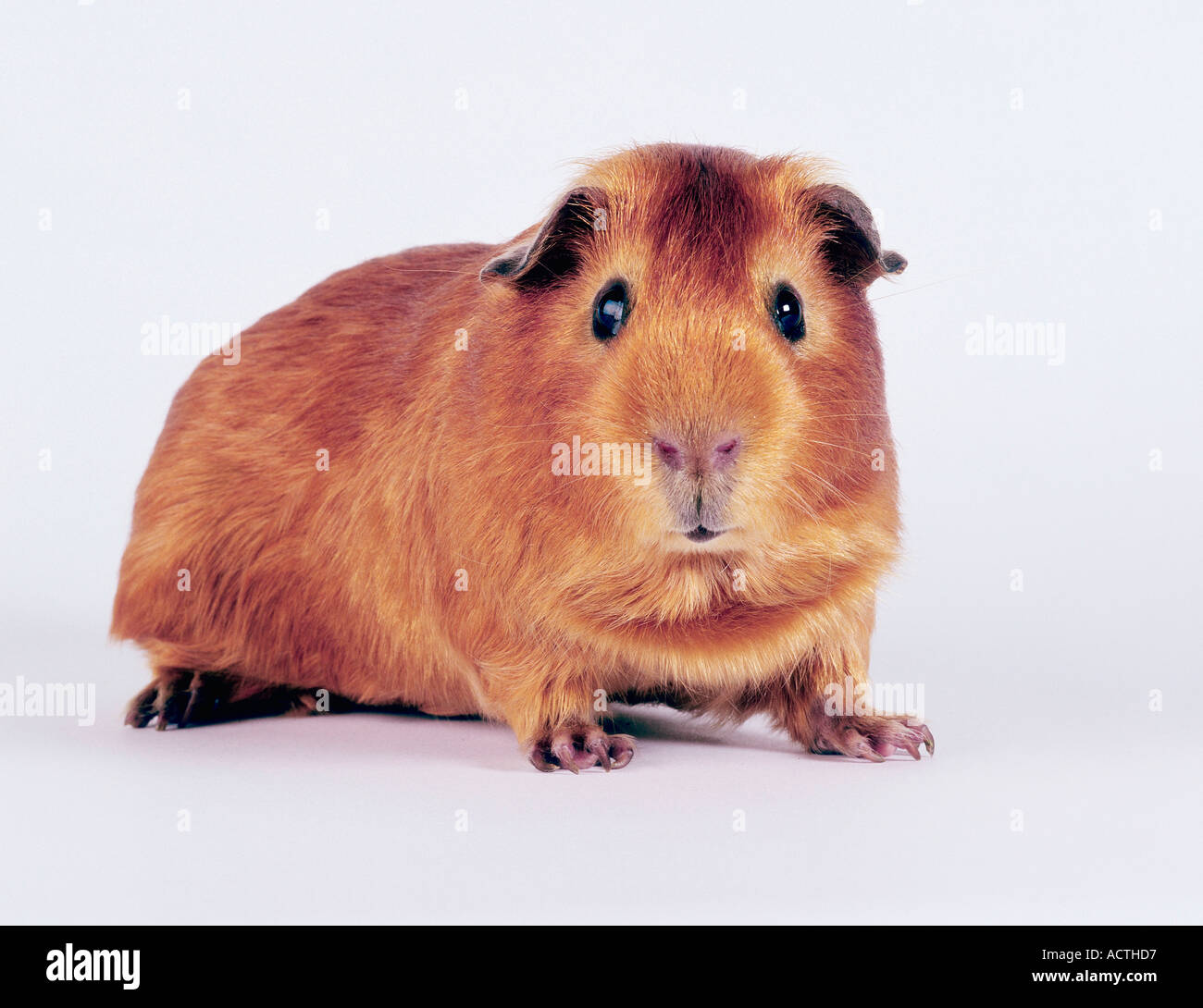 meerschweinchen-hi-res-stock-photography-and-images-alamy