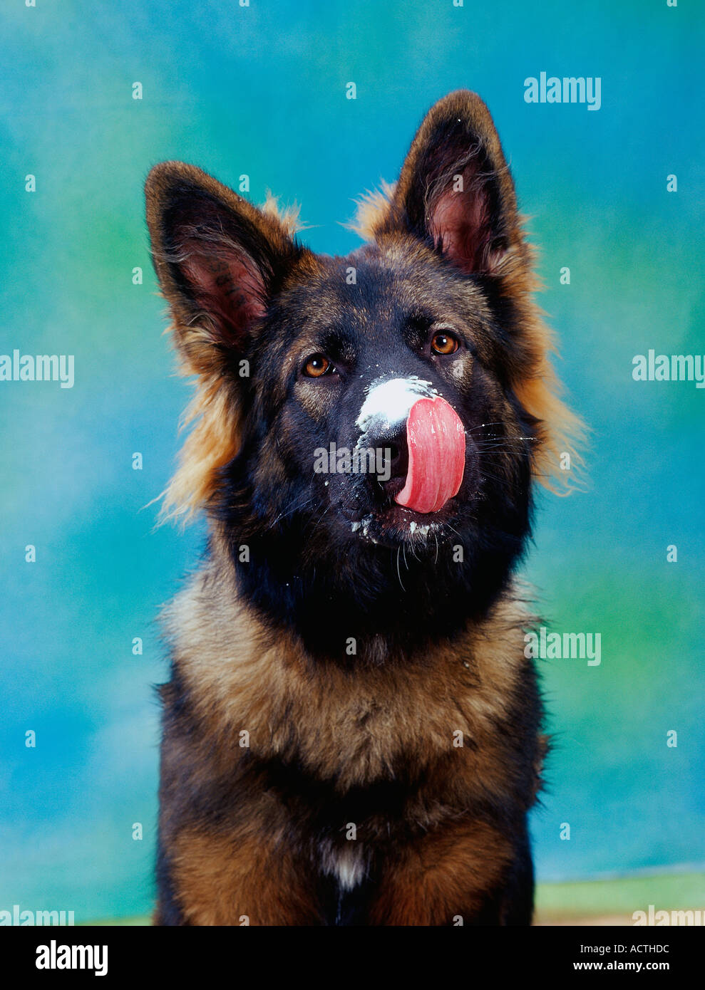 German Shepherd Deutscher Schaeferhund Junghund Deutscher Schäferhund innen  Studio indoor Stock Photo - Alamy