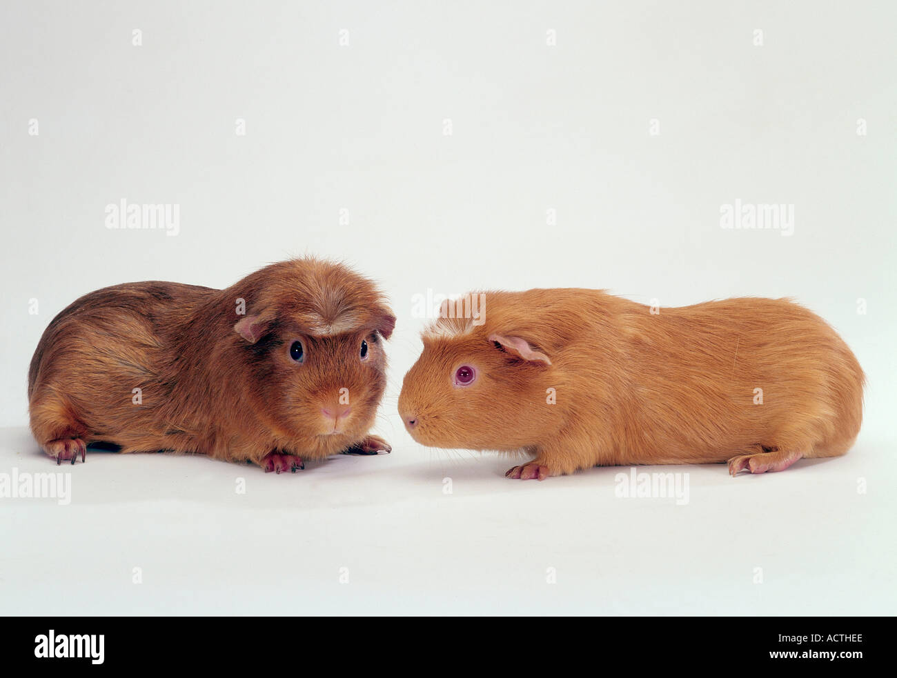 crested-guinea-pig-crested-meerschweinchen-schopf-meerschweinchen-innen
