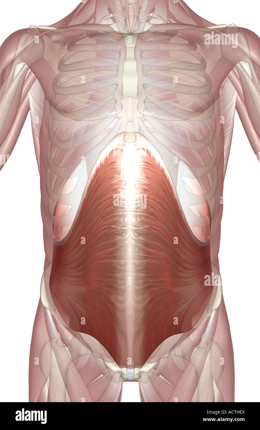 Transversus abdominis hi-res stock photography and images - Alamy, image size:841x1390