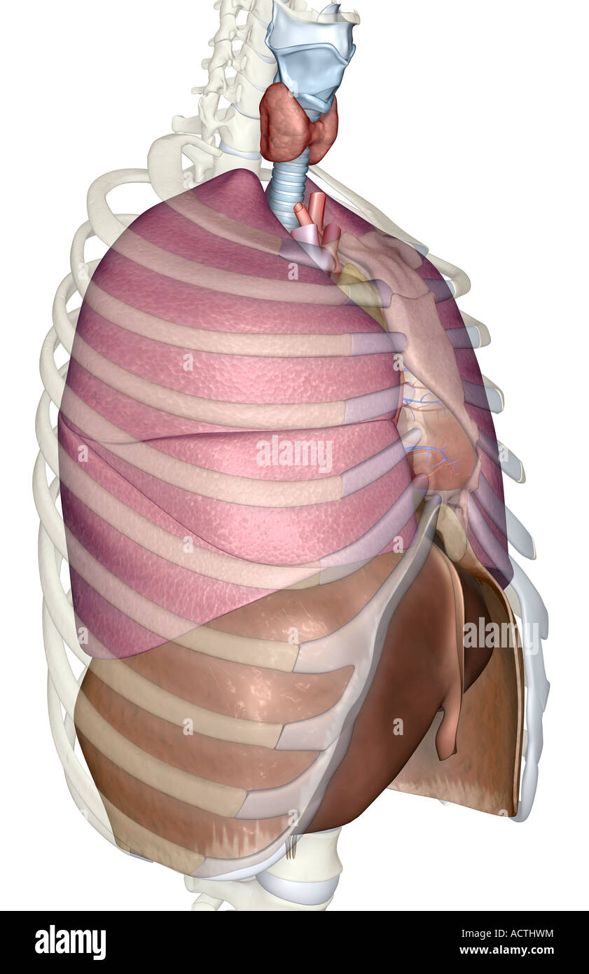 The lungs liver and diaphragm Stock Photo