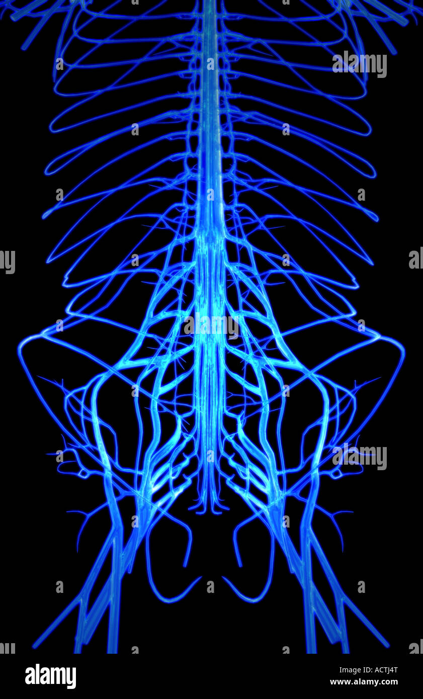 Thoracic Spinal Nerves High Resolution Stock Photography and Images - Alamy