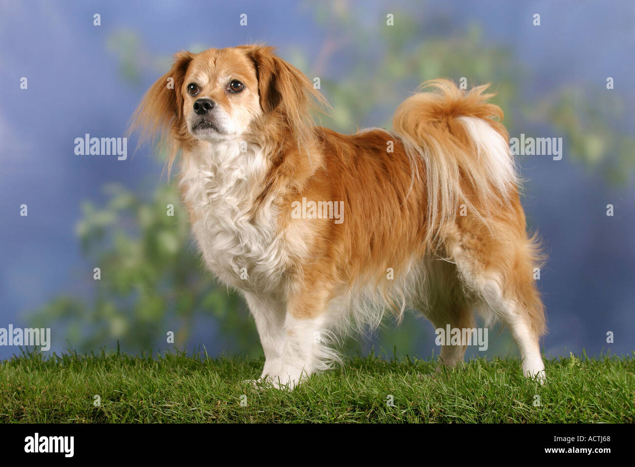 Mixed Breed Dog Mischlingshund seitlich side Stock Photo