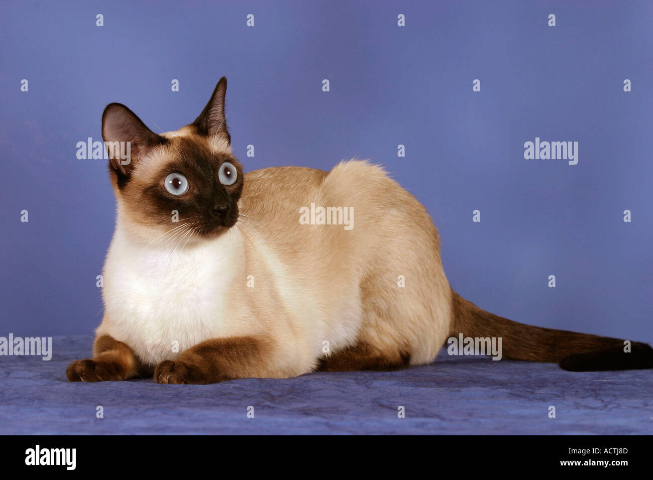 Classic Siamese Cat seal point Thaikatze seal point innen Studio indoor  Stock Photo - Alamy