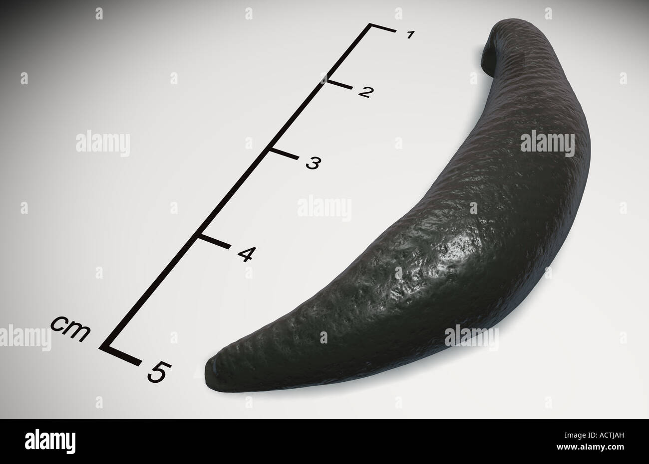 Leech Stock Photo