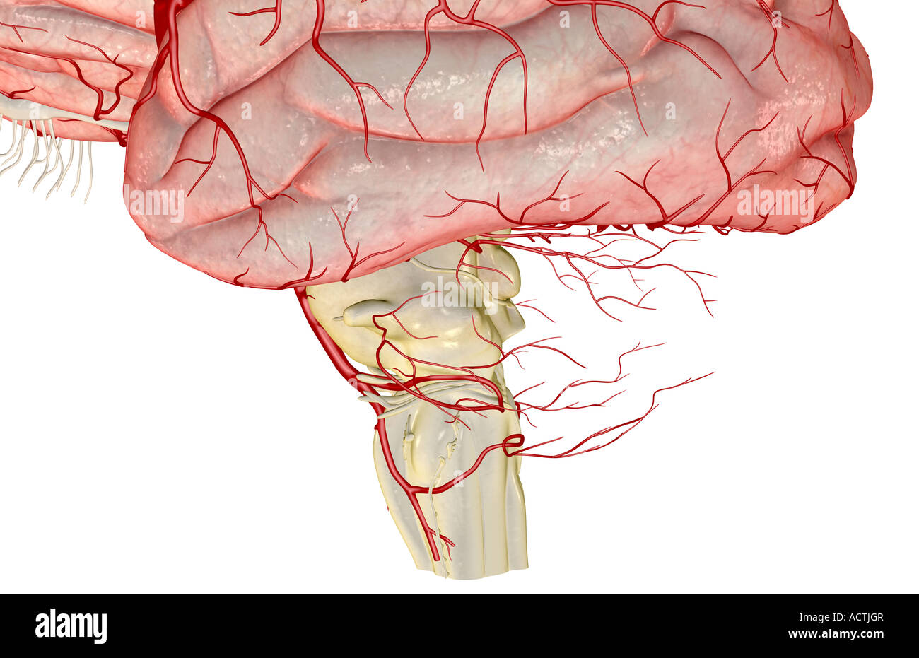 The cerebellar arteries Stock Photo
