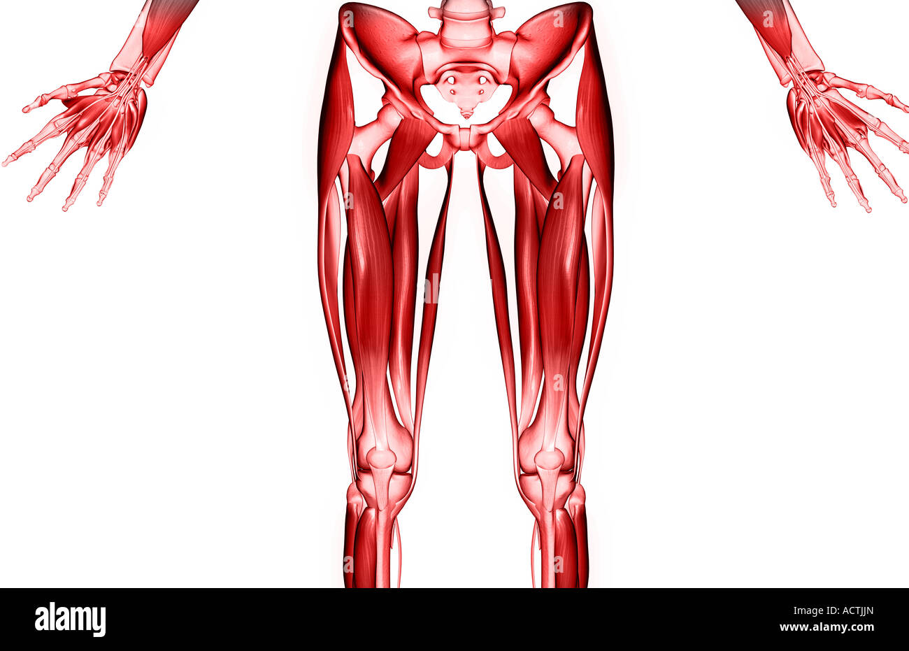 Human upper leg muscles hi-res stock photography and images - Alamy