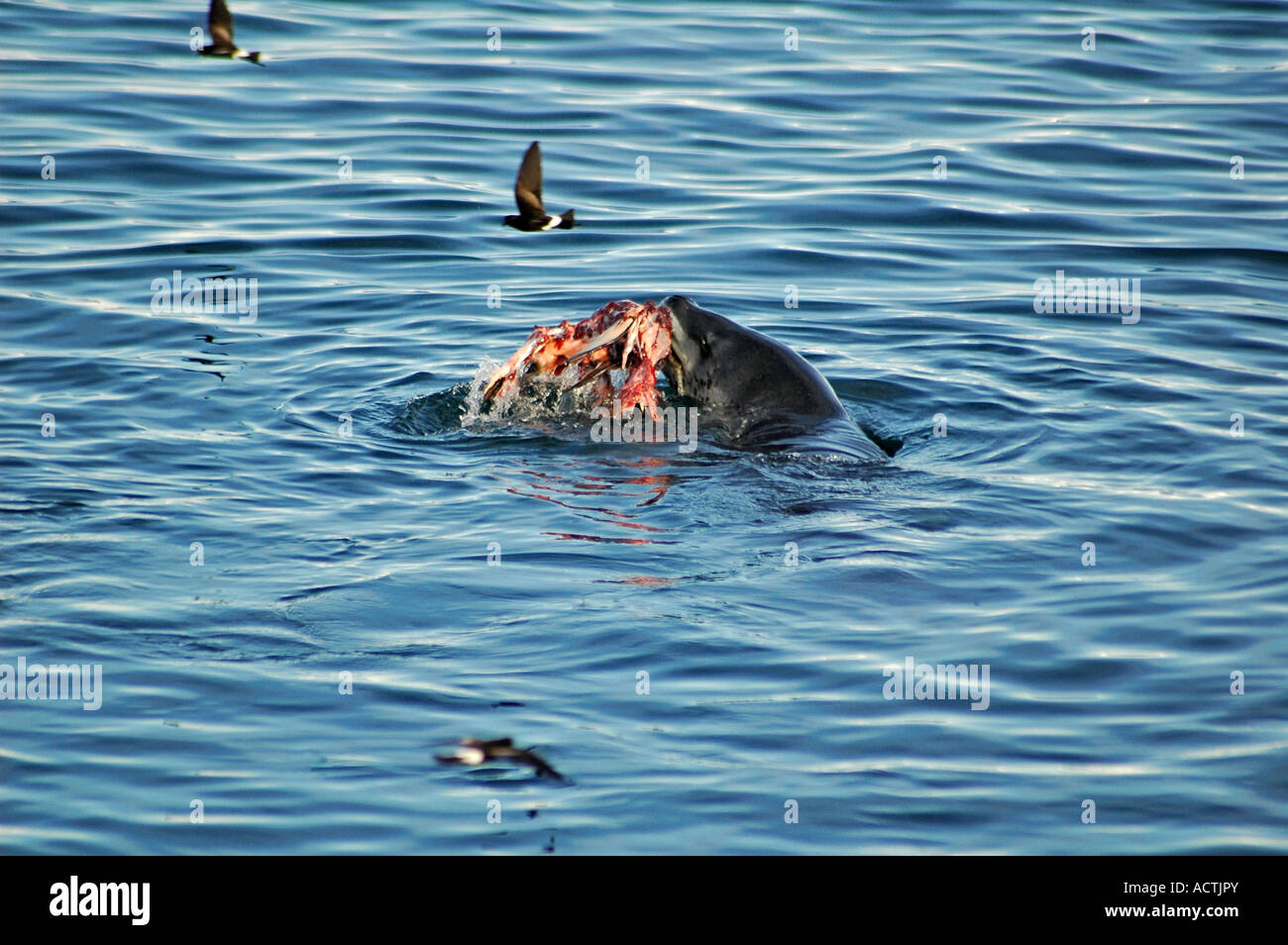 Leopard seal eating Gentoo penguin birds flying around Antarctica Stock
