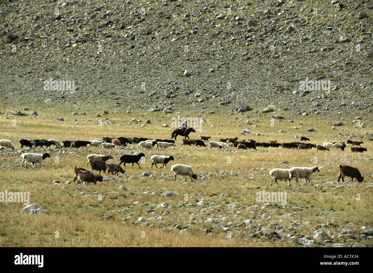 Nomads shepherd woman on her horse among a herd of goats in the steppe ...