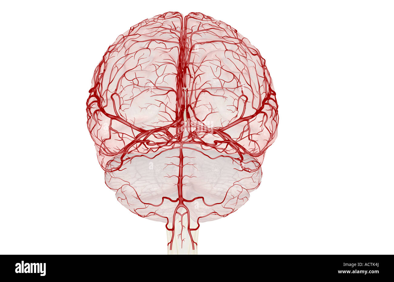 Brain 103. Дуплекс головы. Сосудистые сплетения головного мозга.