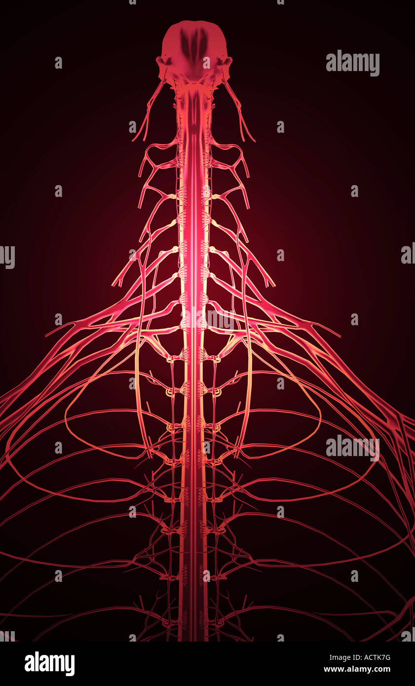 Supraclavicular Nerve Model