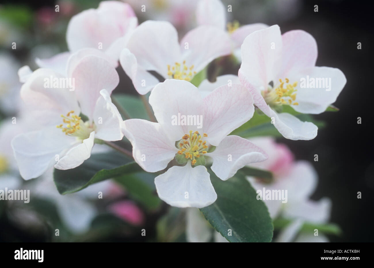Close up of cluster of white and very pale pink flowers of Apple or Malus Red Sentinel tree in