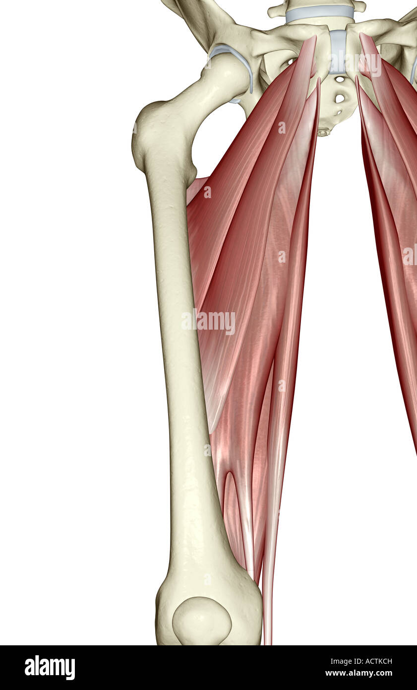Human Upper Leg Muscles High Resolution Stock Photography and Images