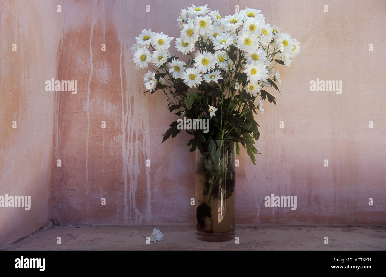 Glass vase on sill with plaster wall painted pink but patchy containing white-petalled yellow-centred Chrysanthemum maximum Stock Photo