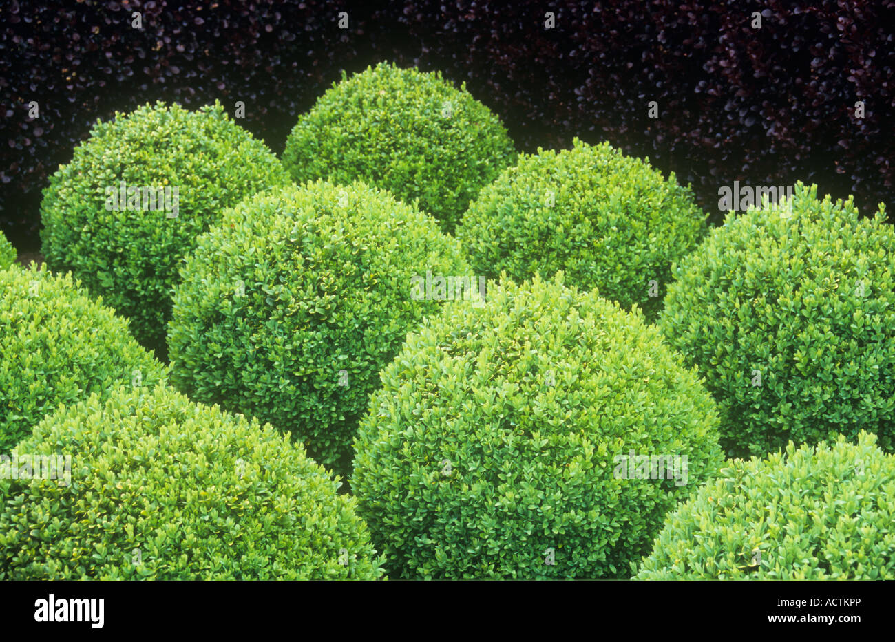 Light green Box or Buxus shrubs clipped into low spheres contrasting with deep purple of Barberry hedge or Berberis thunbergii Stock Photo