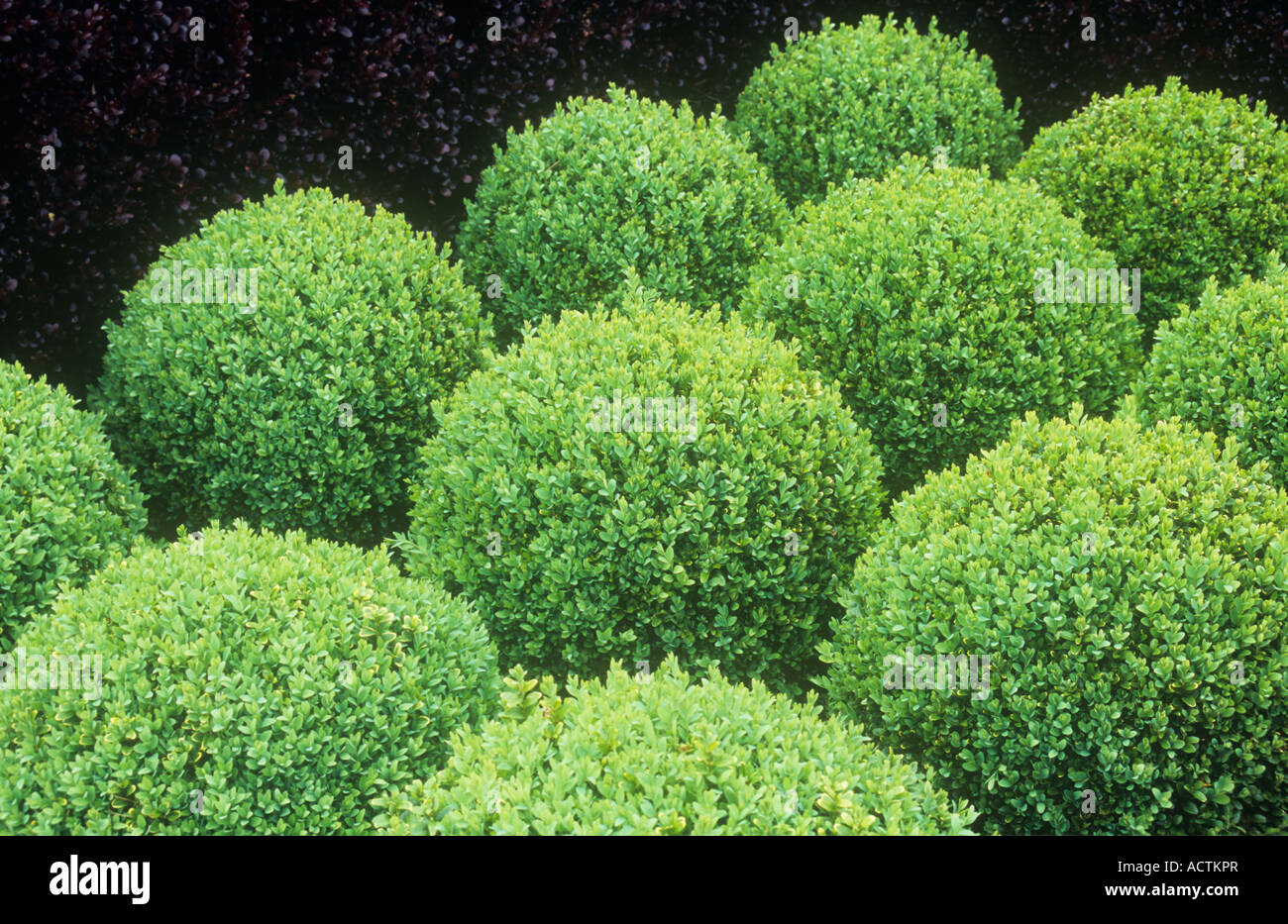 Light green Box or Buxus shrubs clipped into low spheres contrasting with deep purple of Barberry hedge or Berberis thunbergii Stock Photo