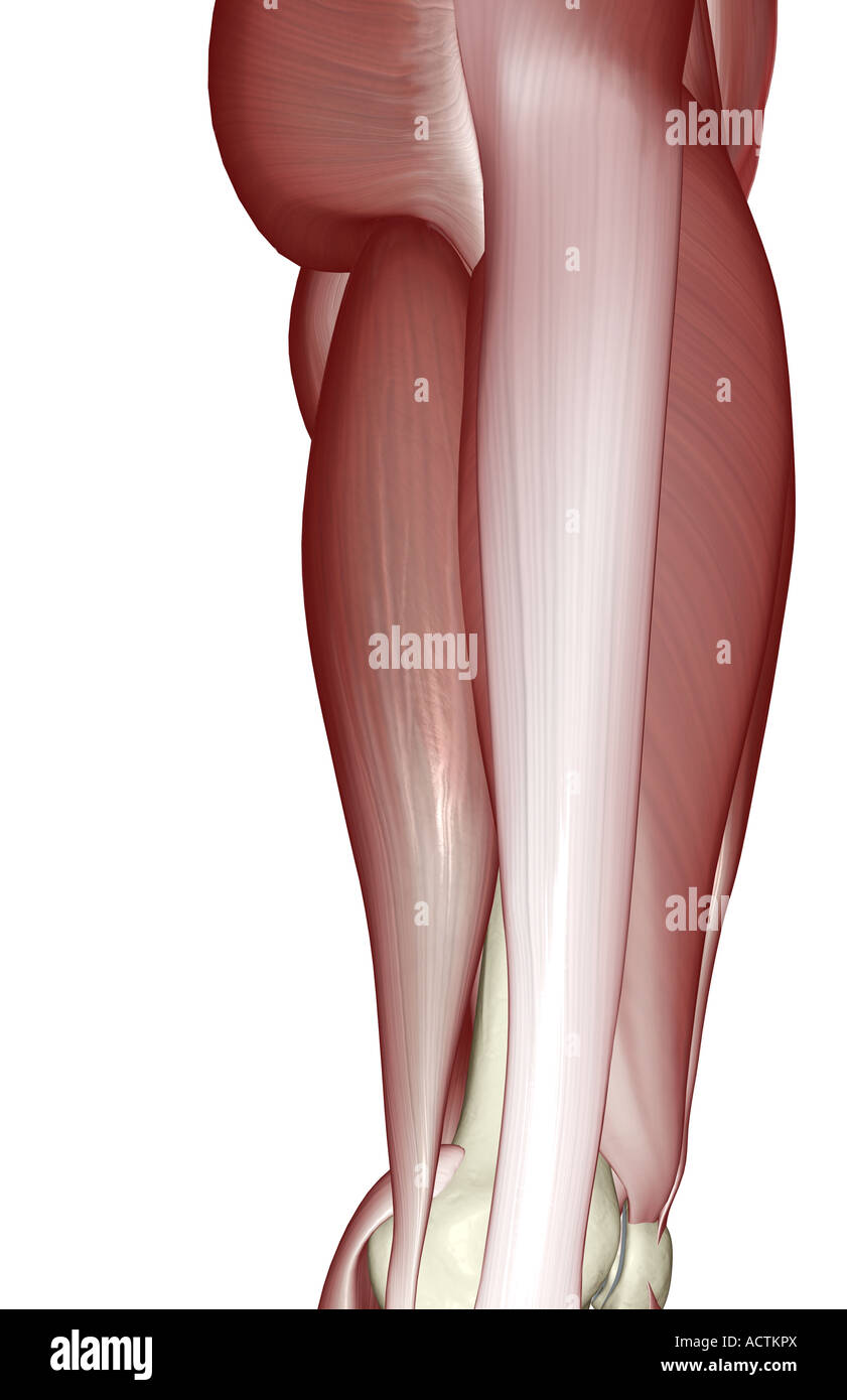 Muscles of the upper leg Stock Photo