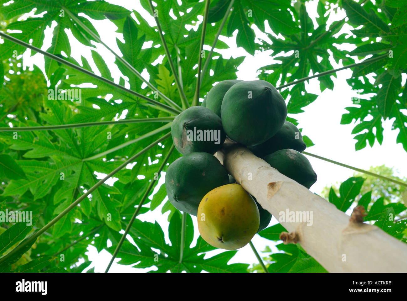 Papaya tree hawaii hires stock photography and images Alamy