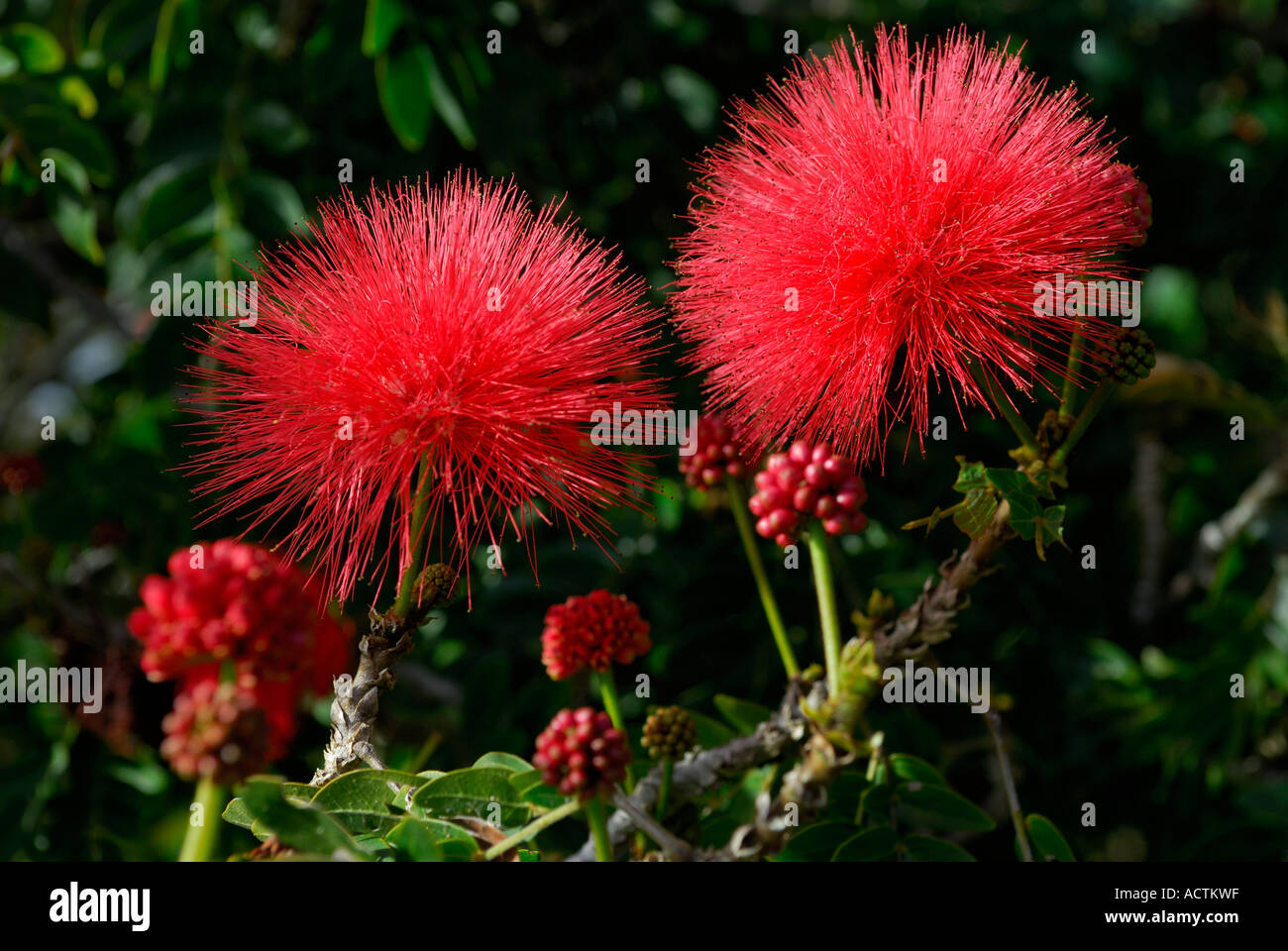 powder puff flower