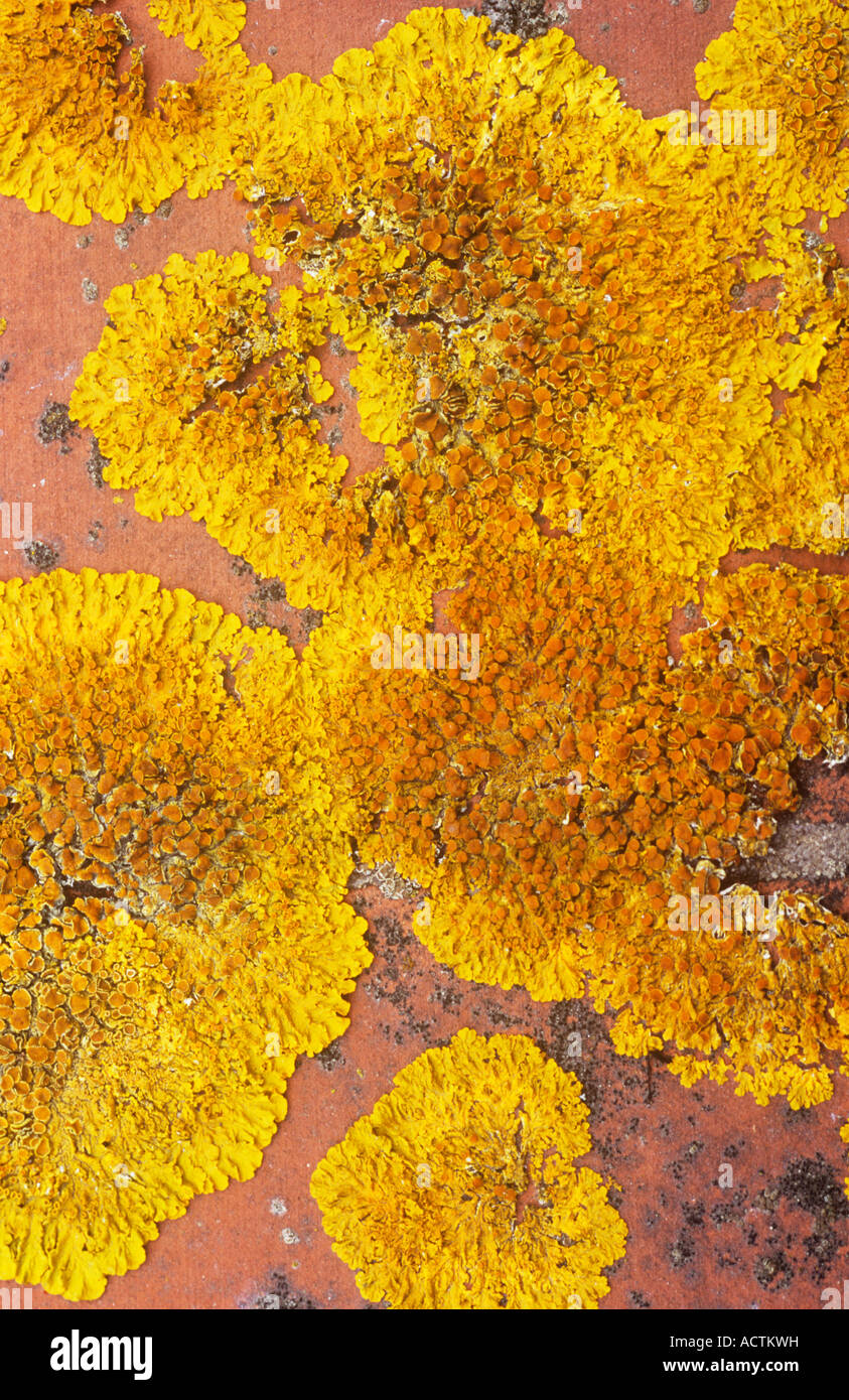 Close up of deep yellow and orange patches of lichen Xanthoria parietina on orange brick wall and resembling lunar landscape Stock Photo