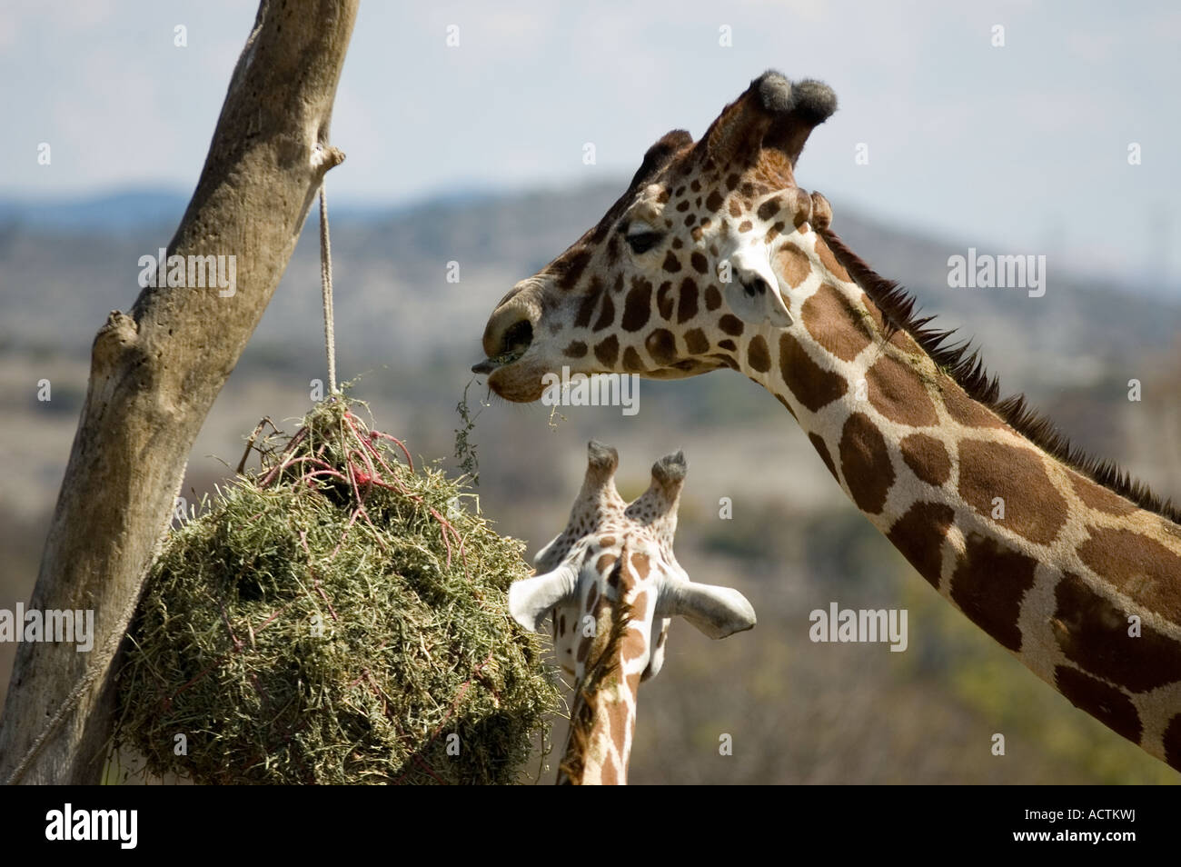giraffe eat some hays in a zoo Stock Photo