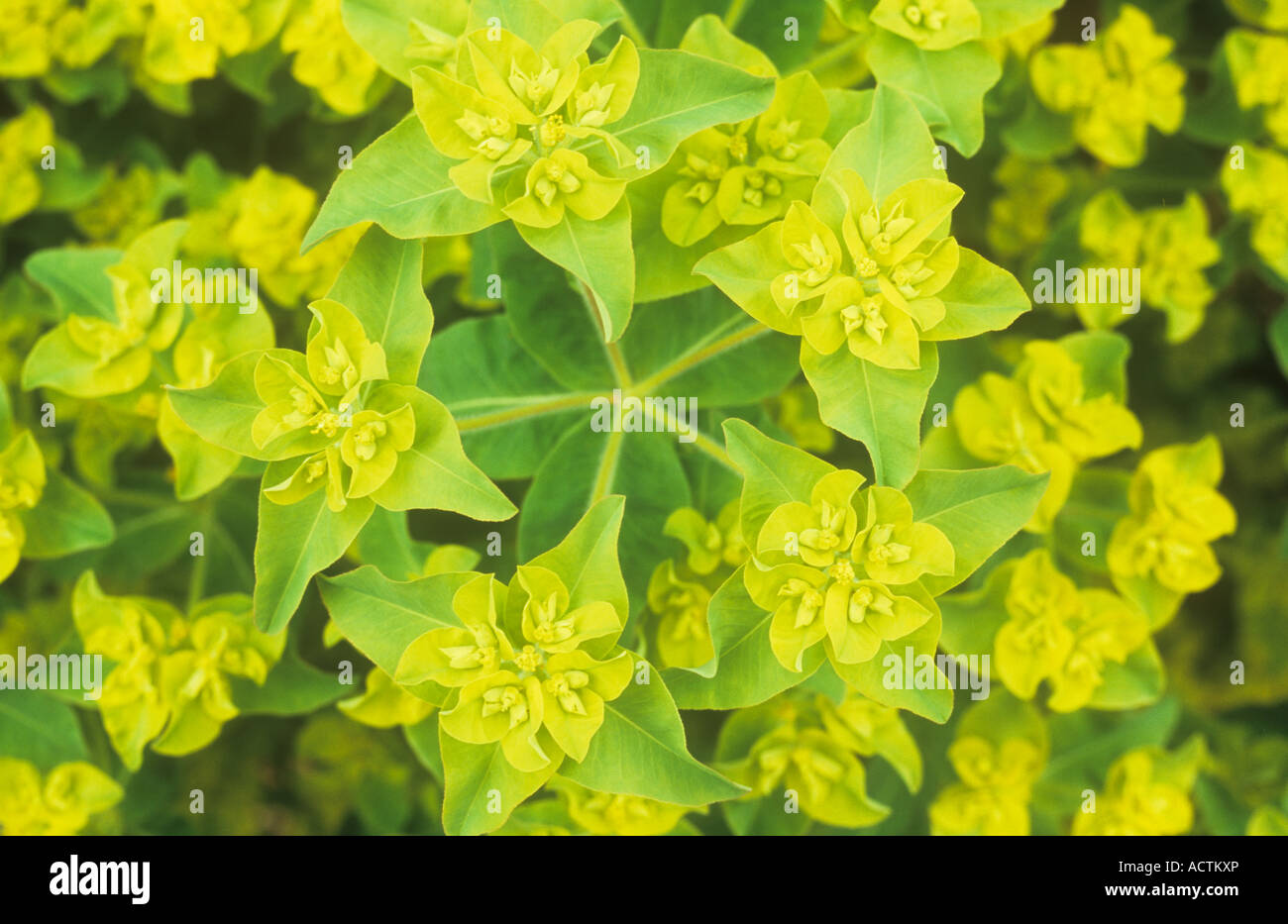 Close up of splayed stem of sulphur yellow and lime green bracts and flowers of Cushion spurge or Euphorbia epithymoides Stock Photo
