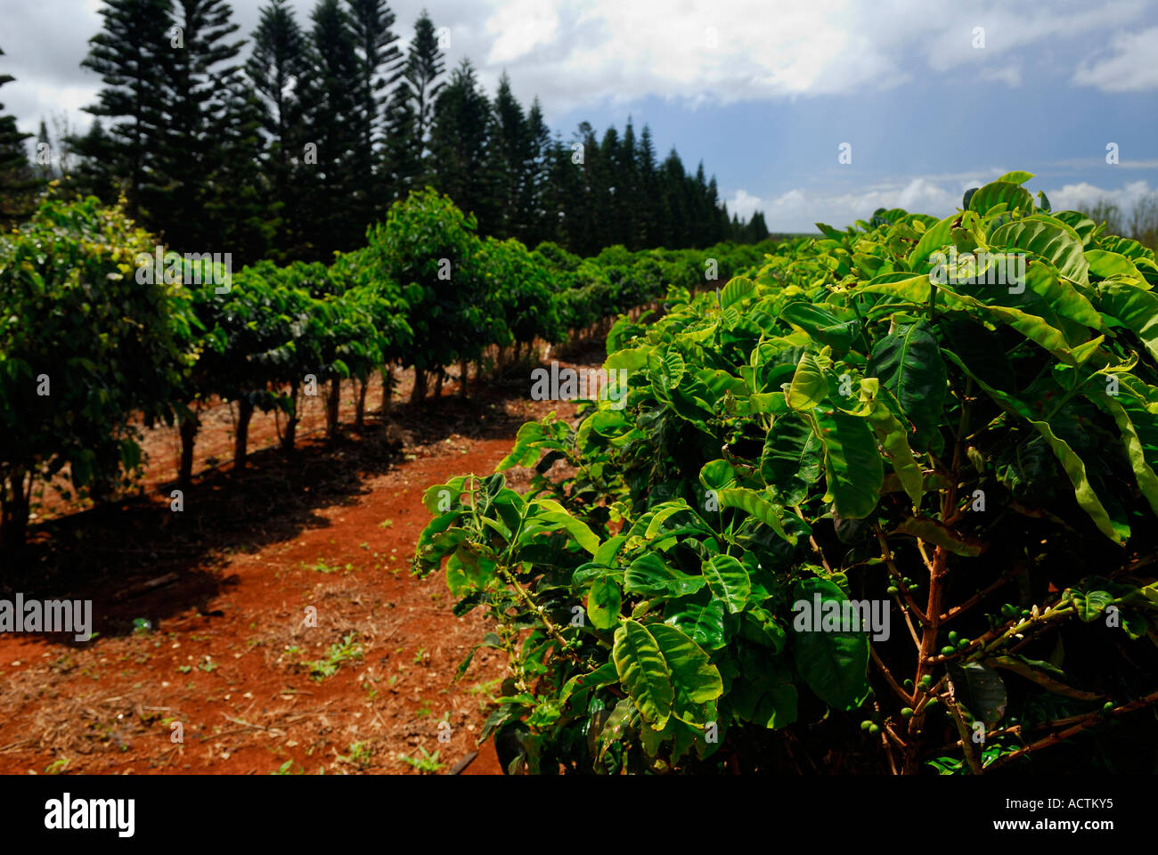 Red Soil Stock Photos & Red Soil Stock Images Alamy