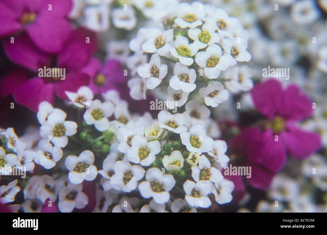 Close up of stems of tiny white flowers with yellow stamens of Sweet alyssum or Lobularia maritima with mauve Aubretia Stock Photo