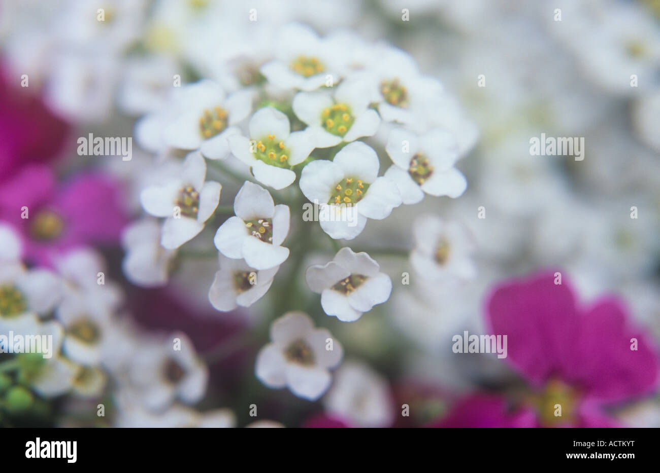 Close up of stem of tiny white flowers with yellow stamens of Sweet alyssum or Lobularia maritima with mauve Aubretia Stock Photo