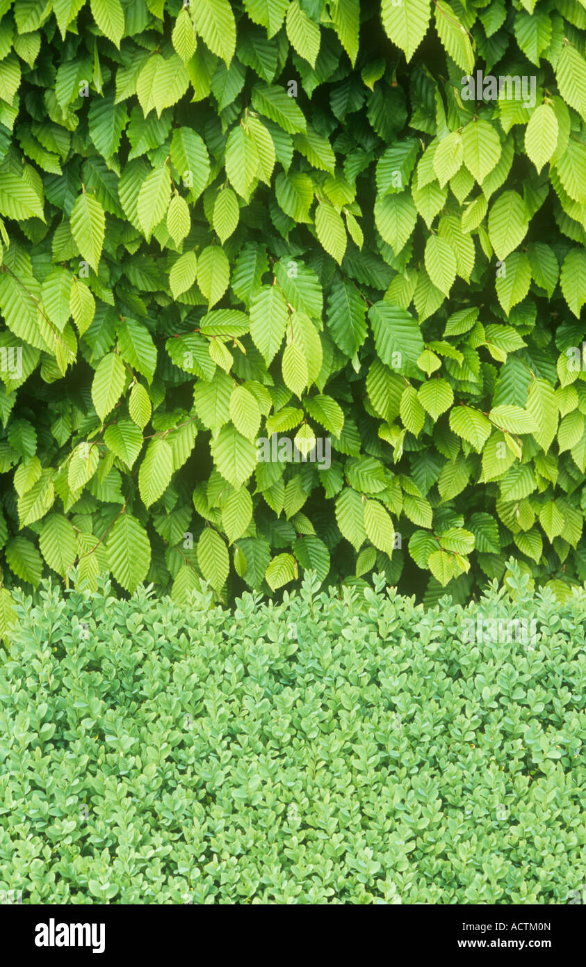 Close up of fresh green spring leaves of Hornbeam or Carpinus betulus hedge with low milky green Box or Buxus hedge below Stock Photo