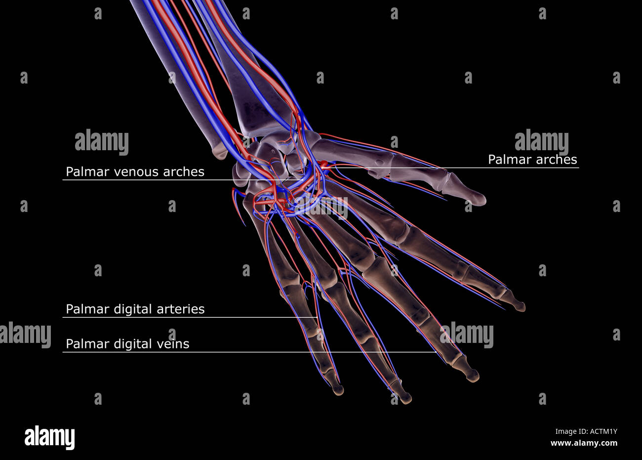 Blood supply of the forearm and hand Stock Photo
