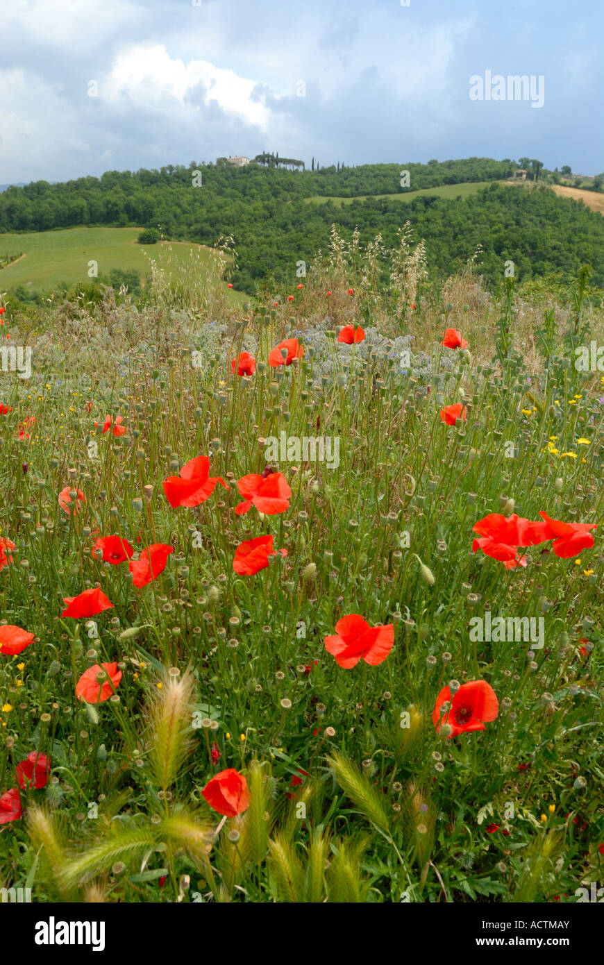 Poppys and wild flowers in Tuscany, Italy Stock Photo - Alamy