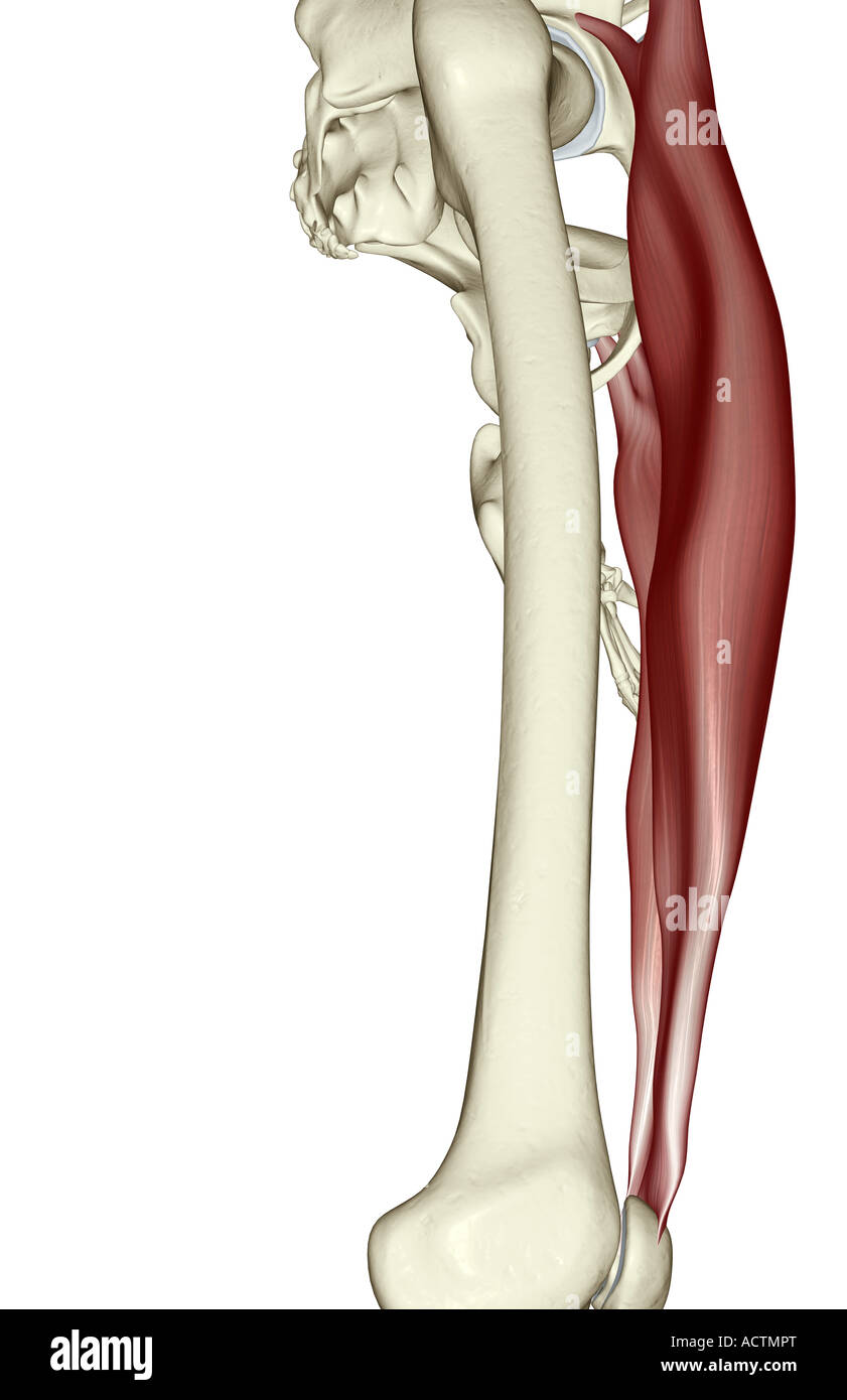 Rectus femoris muscle hi-res stock photography and images - Alamy