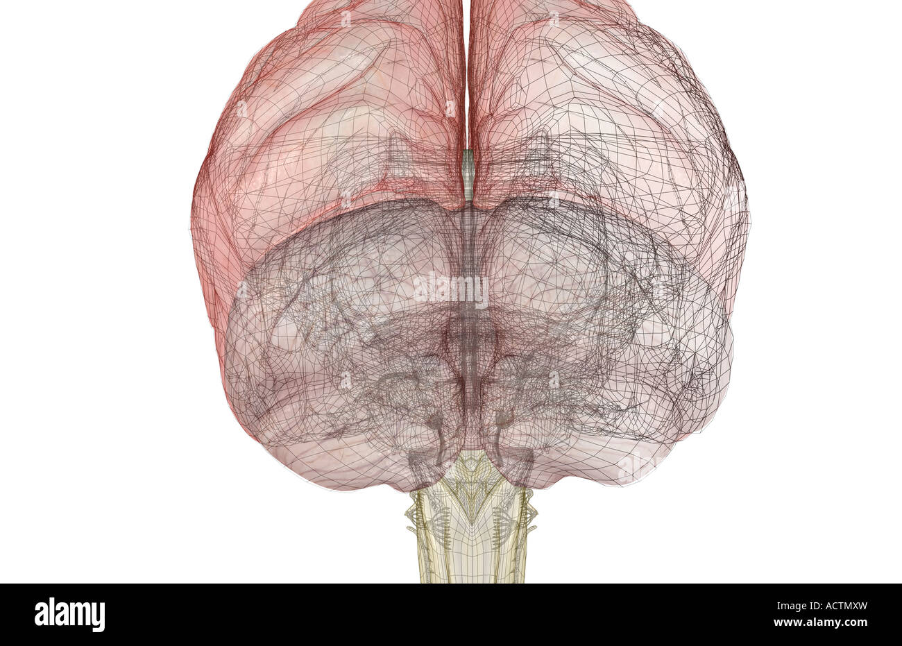 Cerebrum cerebellum brainstem hi-res stock photography and images - Alamy