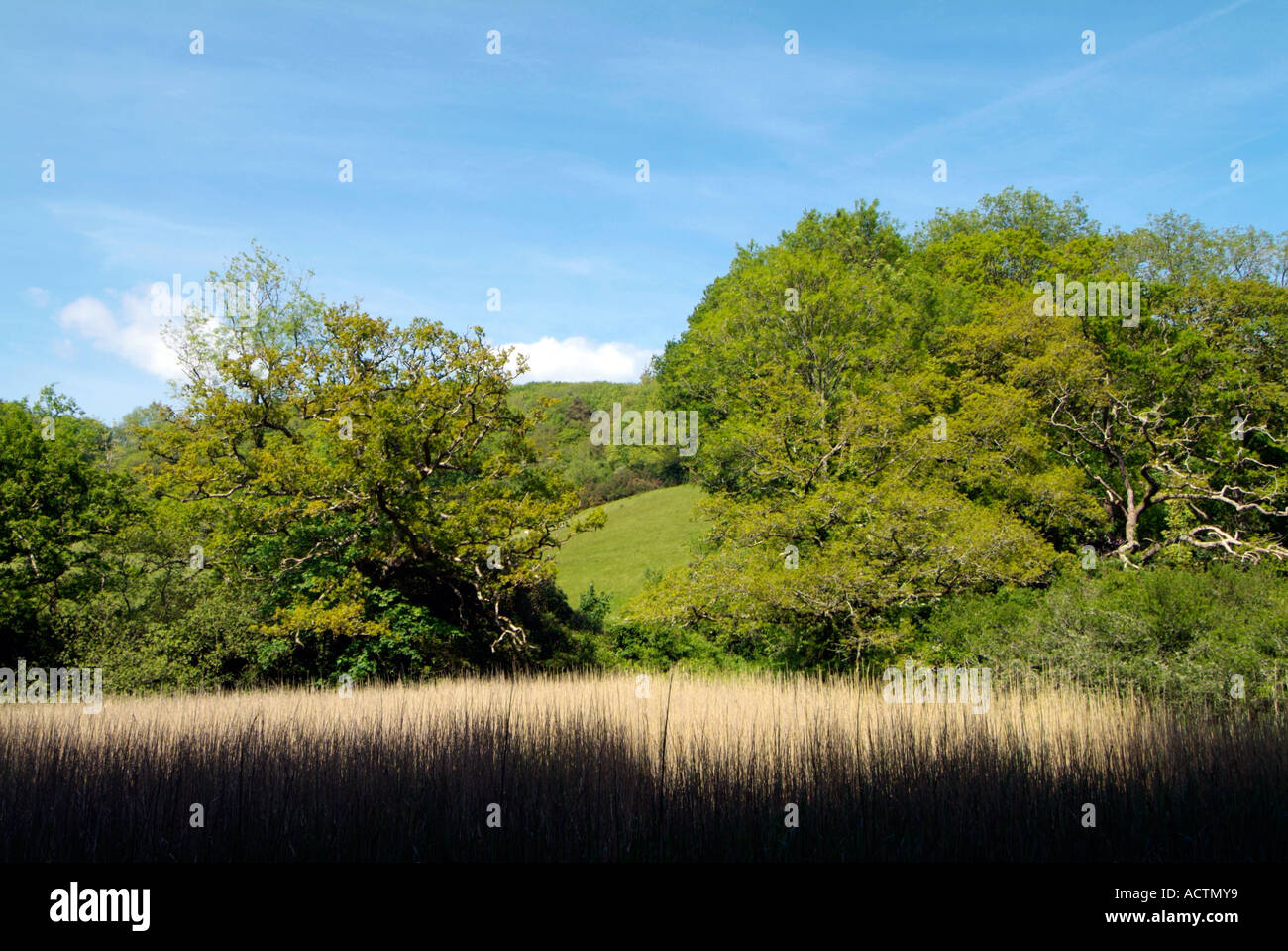 Reed beds on a tidal river estuary in a landscape of leafy oak trees. South Devon. UK Stock Photo