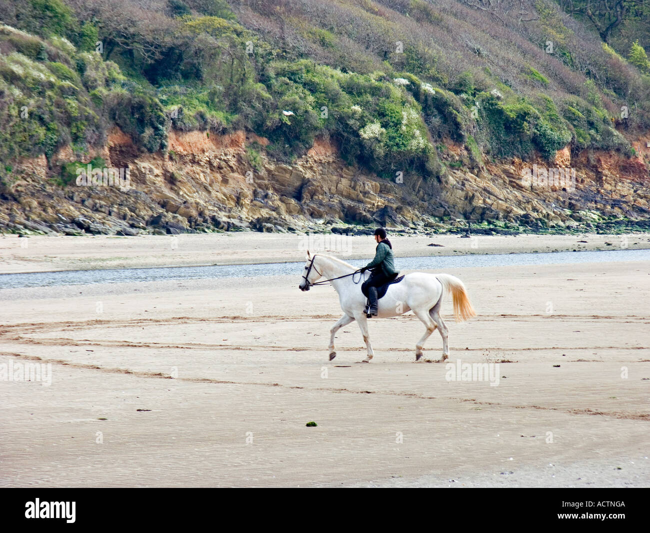 Rider on a white horse on Mothecombe Beach in South Devon, UK Stock Photo