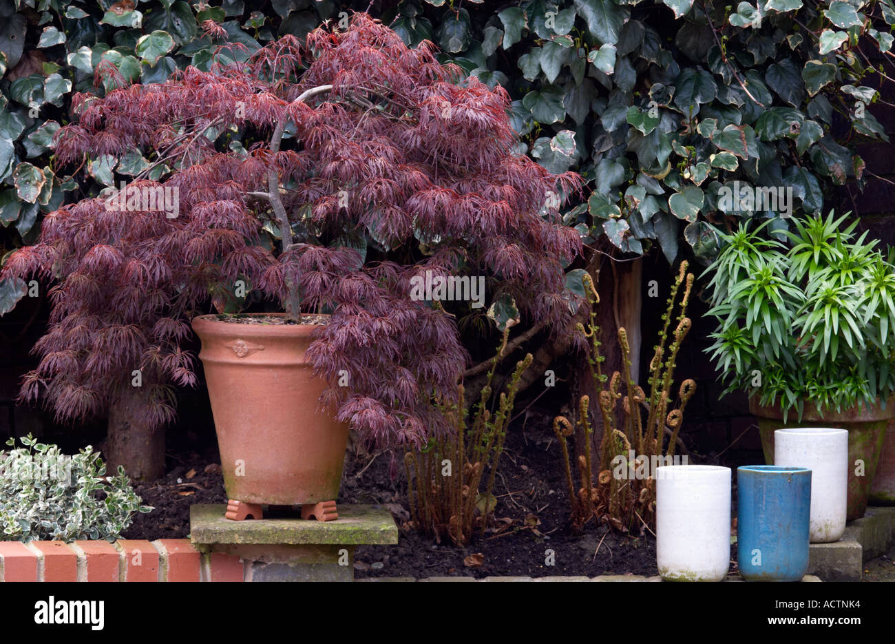Acer palmatum atropurpureum dissectum Stock Photo