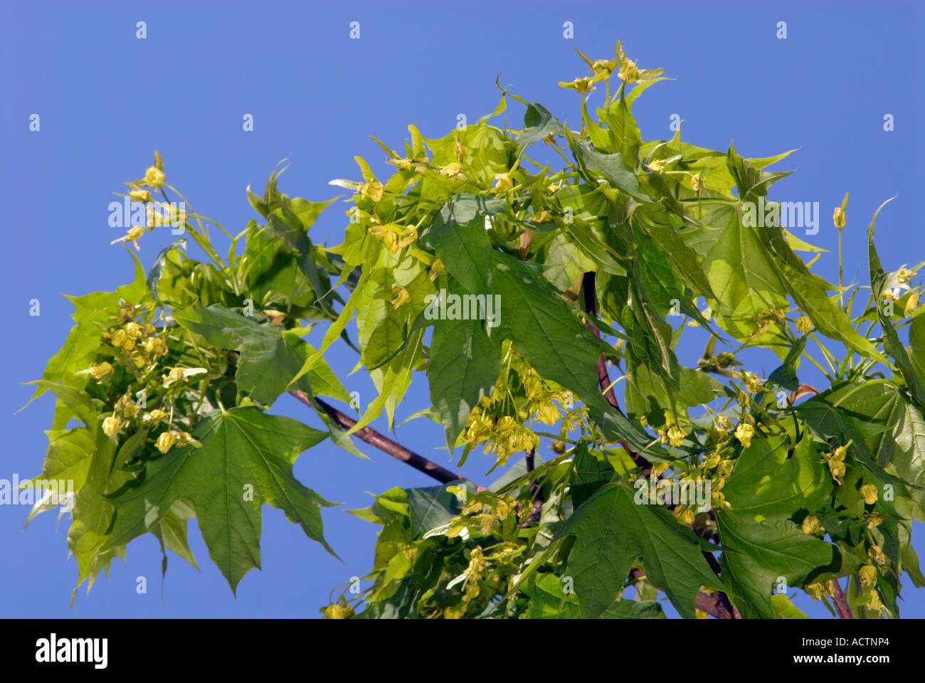 Sycamore tree and a 'blue sky' in England 'Great Britain' Stock Photo