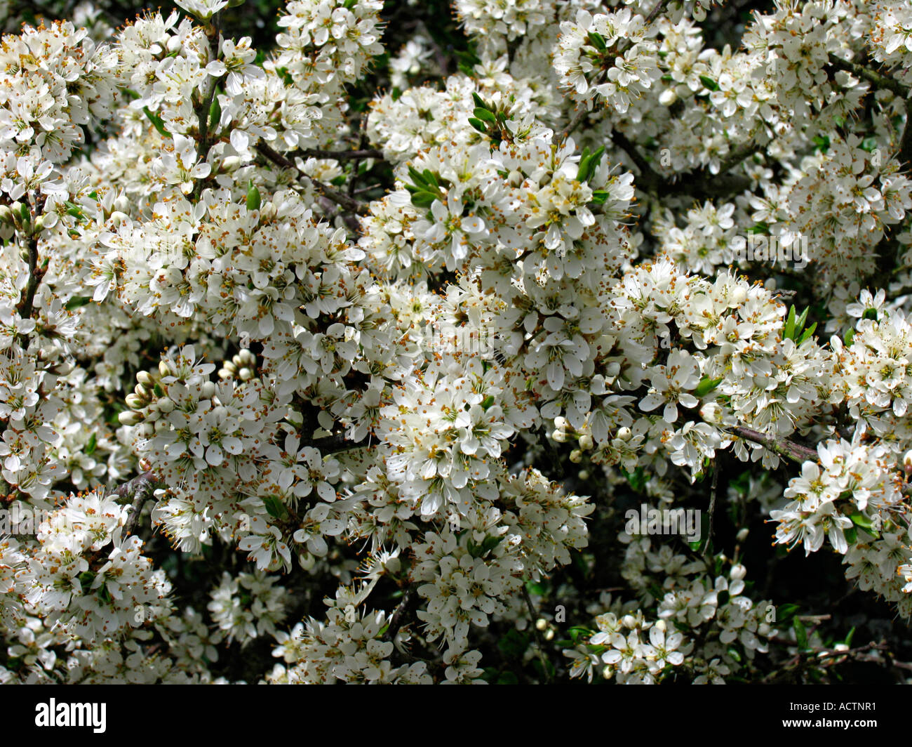 Snowwhite blossoms on a Blackthorn tree, common in hedgerows. Devon