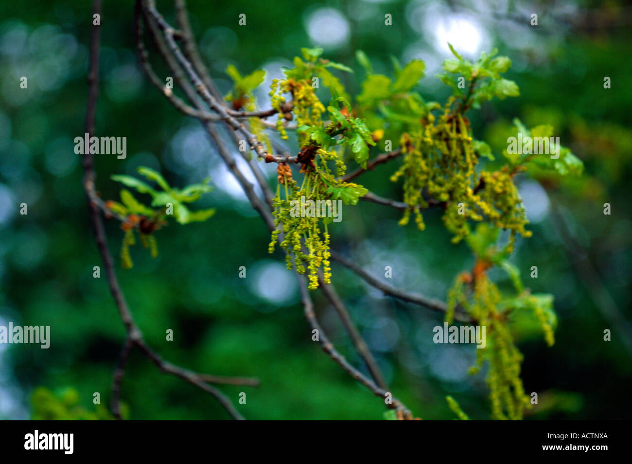 Oak Tree Catkins Stock Photo 7559273 Alamy