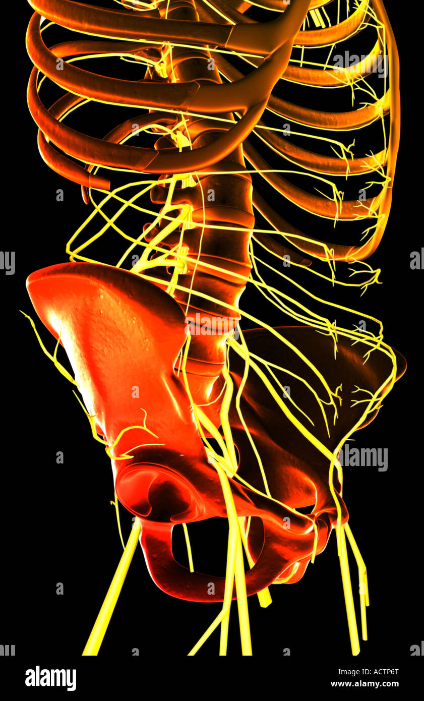 Nerves Upper Body High Resolution Stock Photography and Images - Alamy