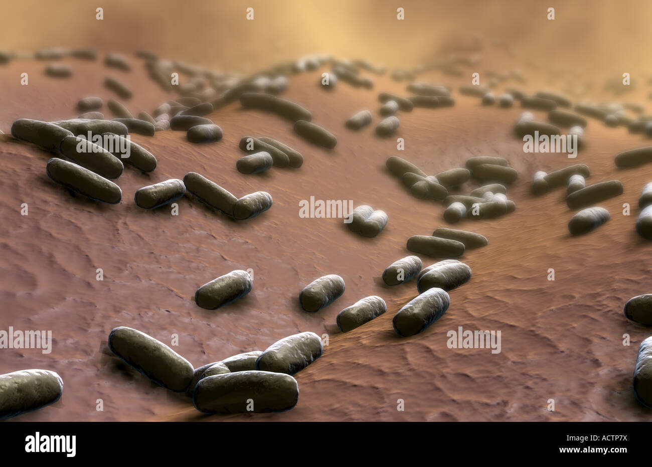 Bacteria Stock Photo