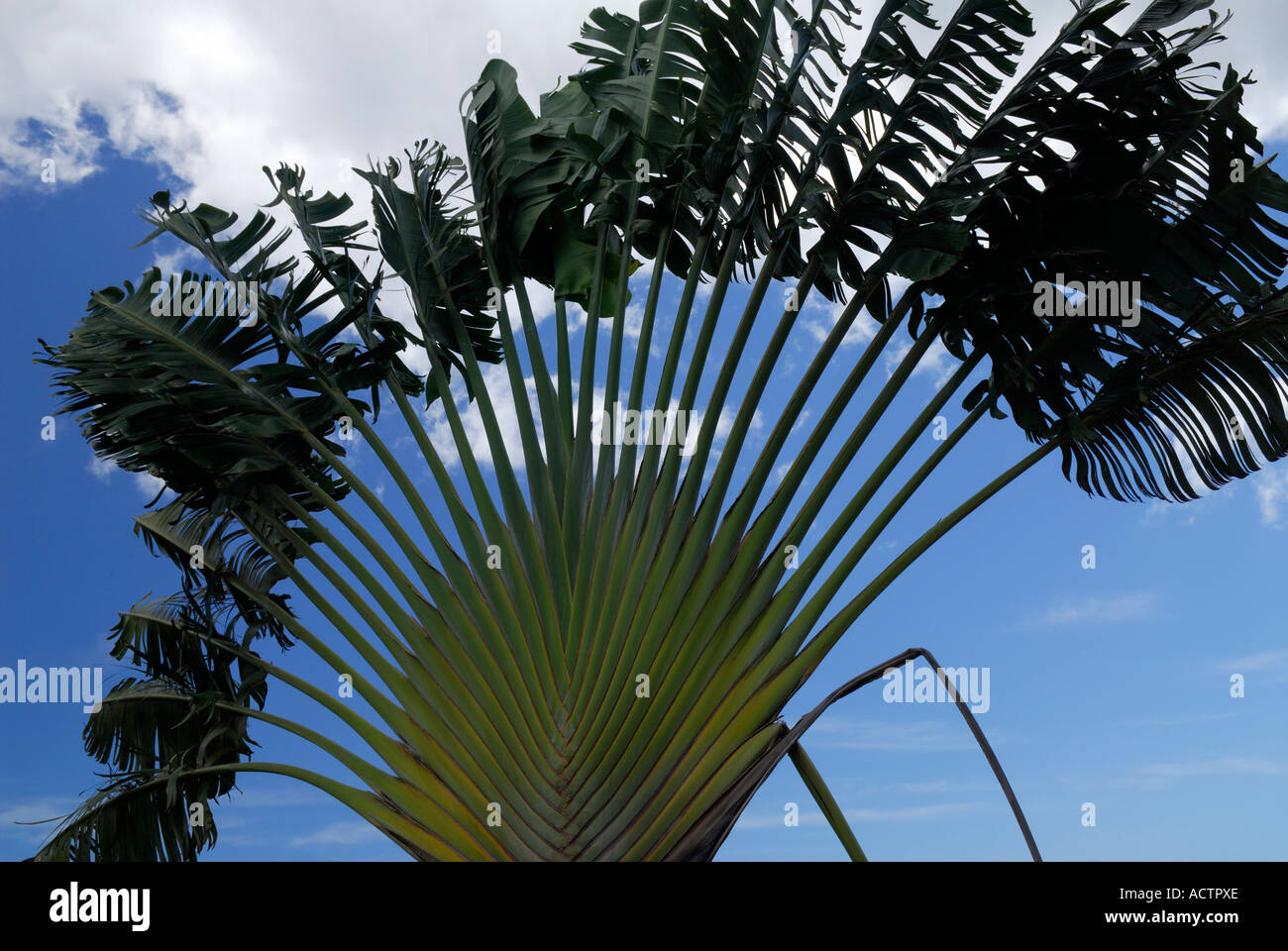 Travelers Tree or Travelers Palm, Ravenala madagascariensis Stock Photo -  Alamy