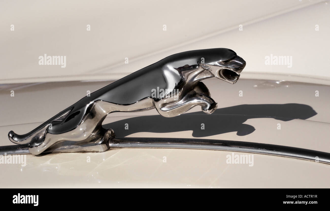The leaping jaguar hood ornament on a classic Jaguar sports car ca