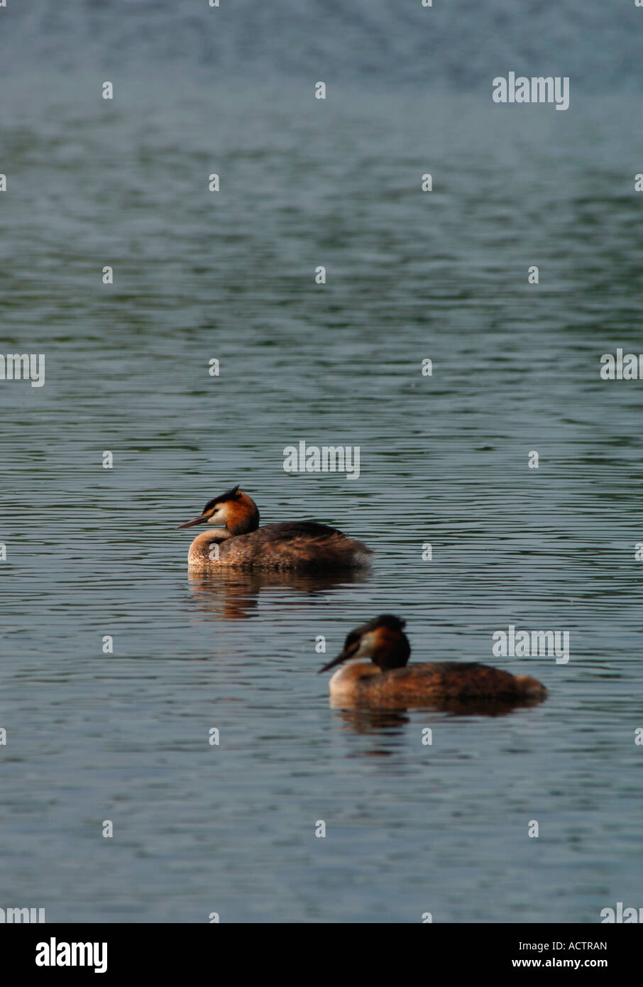 A Pair Of Great Crested Grebes.(Podiceps cristatus). Stock Photo