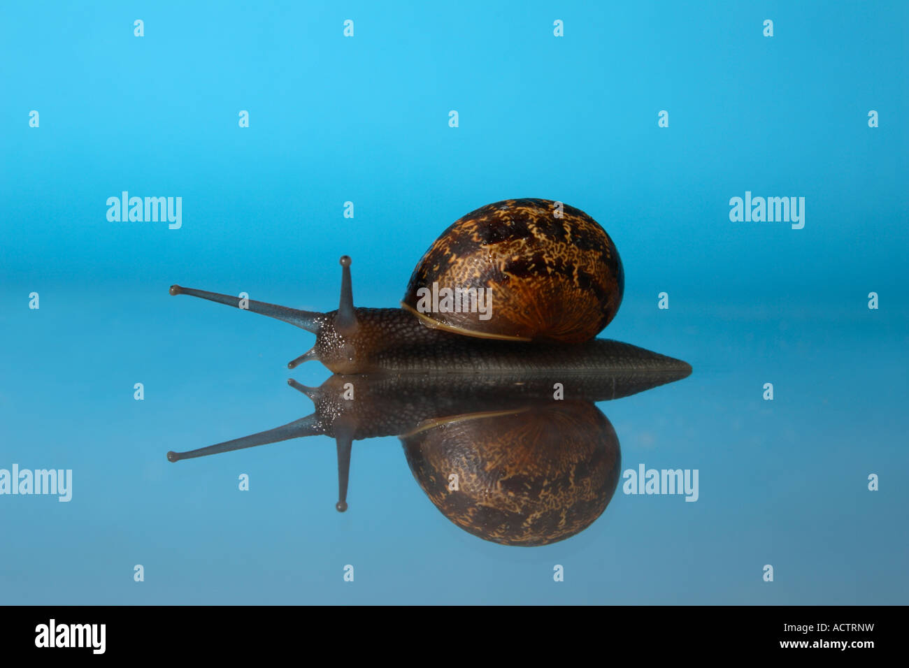 A British common garden Snail with reflection. Stock Photo