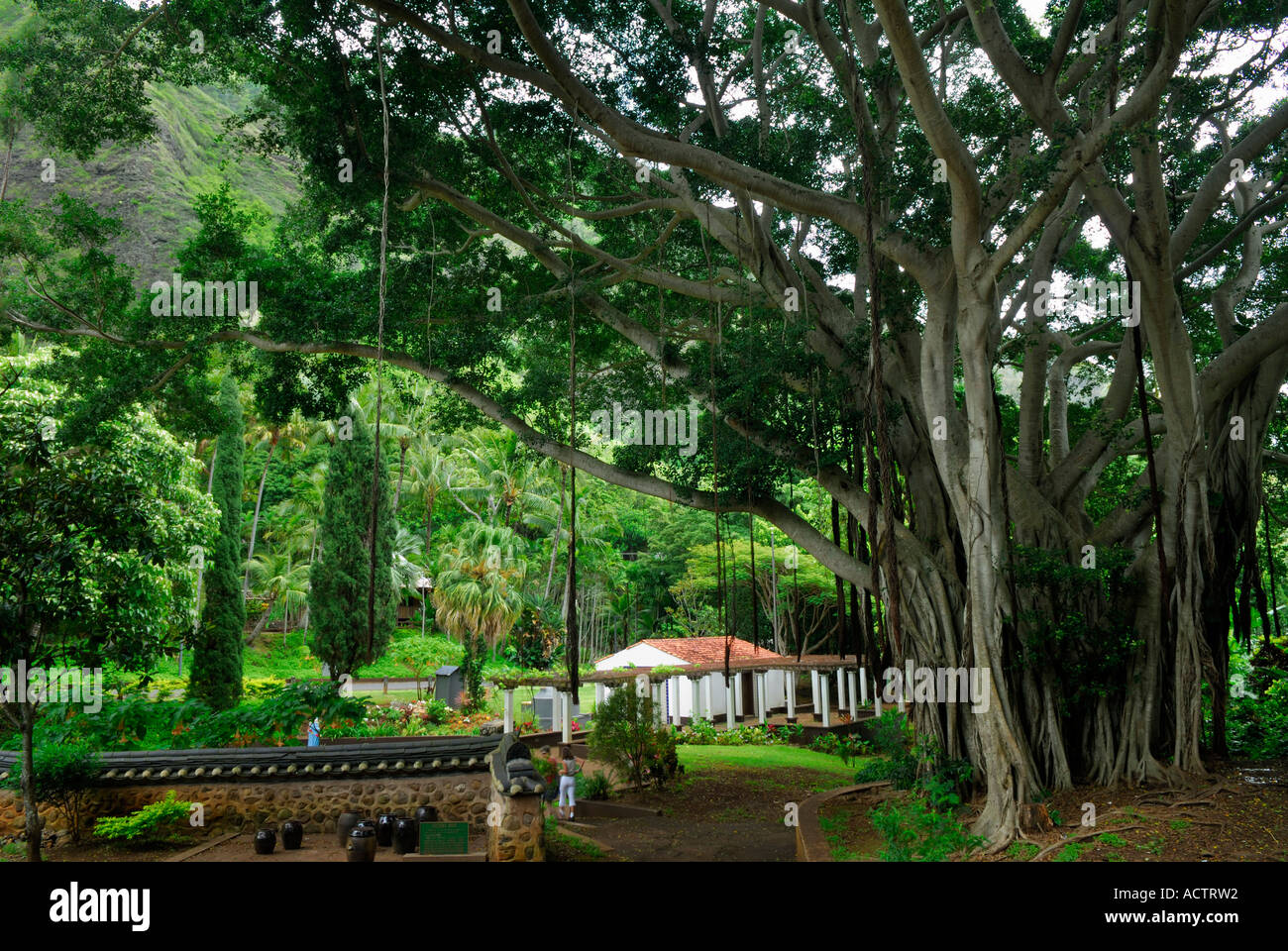 Banyan tree in Iao Valley at Kepaniwai Park Maui Island Hawaii Stock
